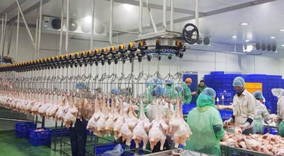 Lan Vinh Chicken Processing Factory